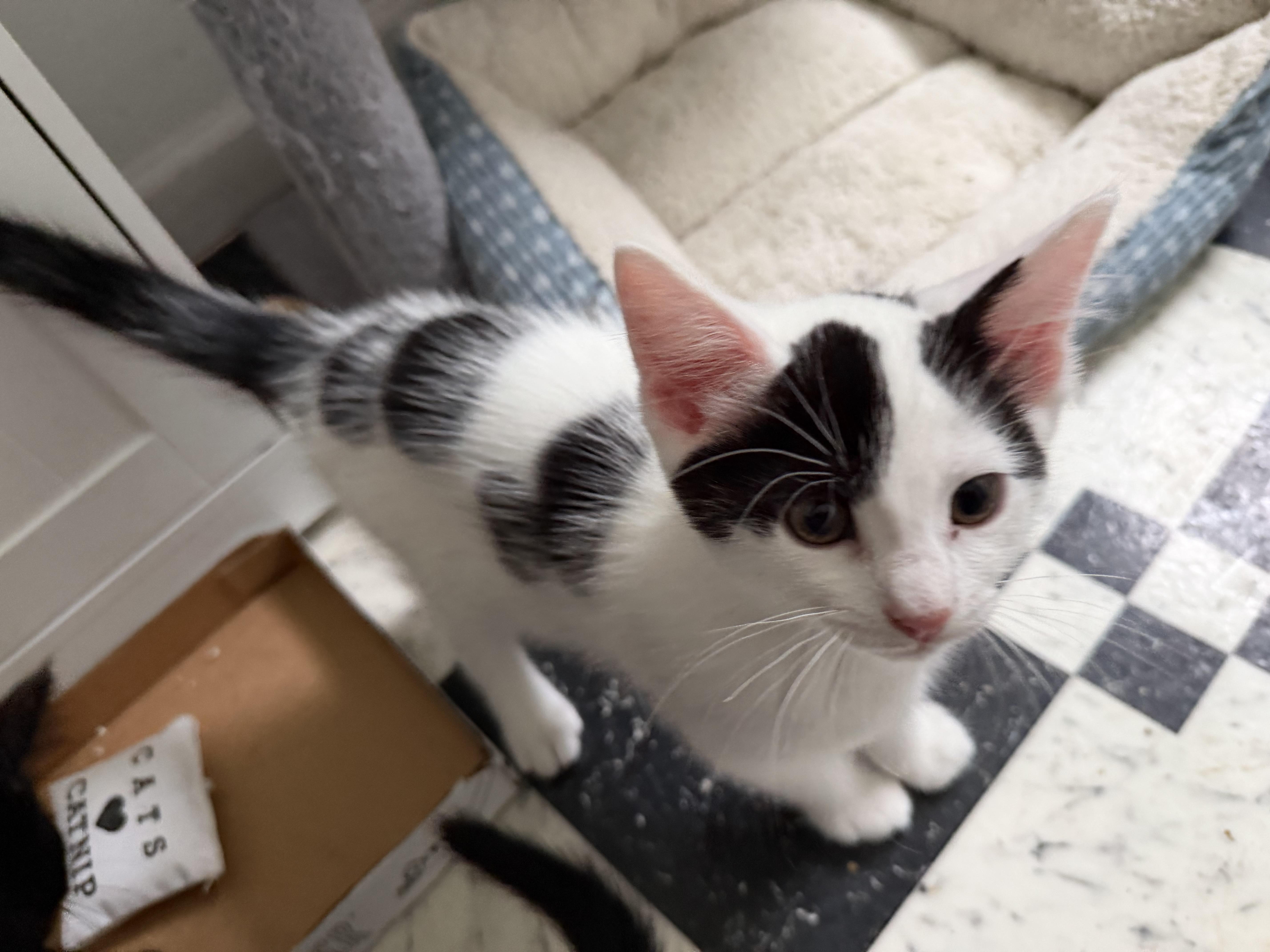 A baby medium-sized male Black Domestic Short Hair cat named Beck for adoption in Kenhorst, PA
