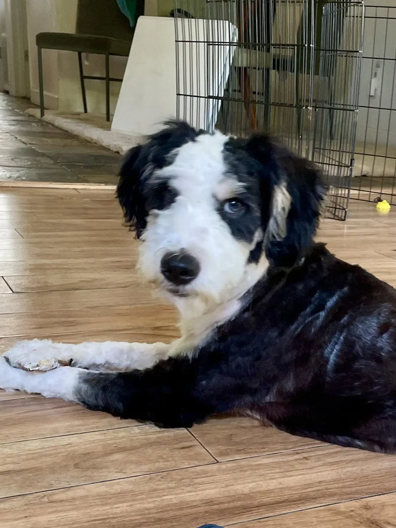 A young medium-sized male Bernese Mountain Dog dog named Wade for adoption in Valrico, FL