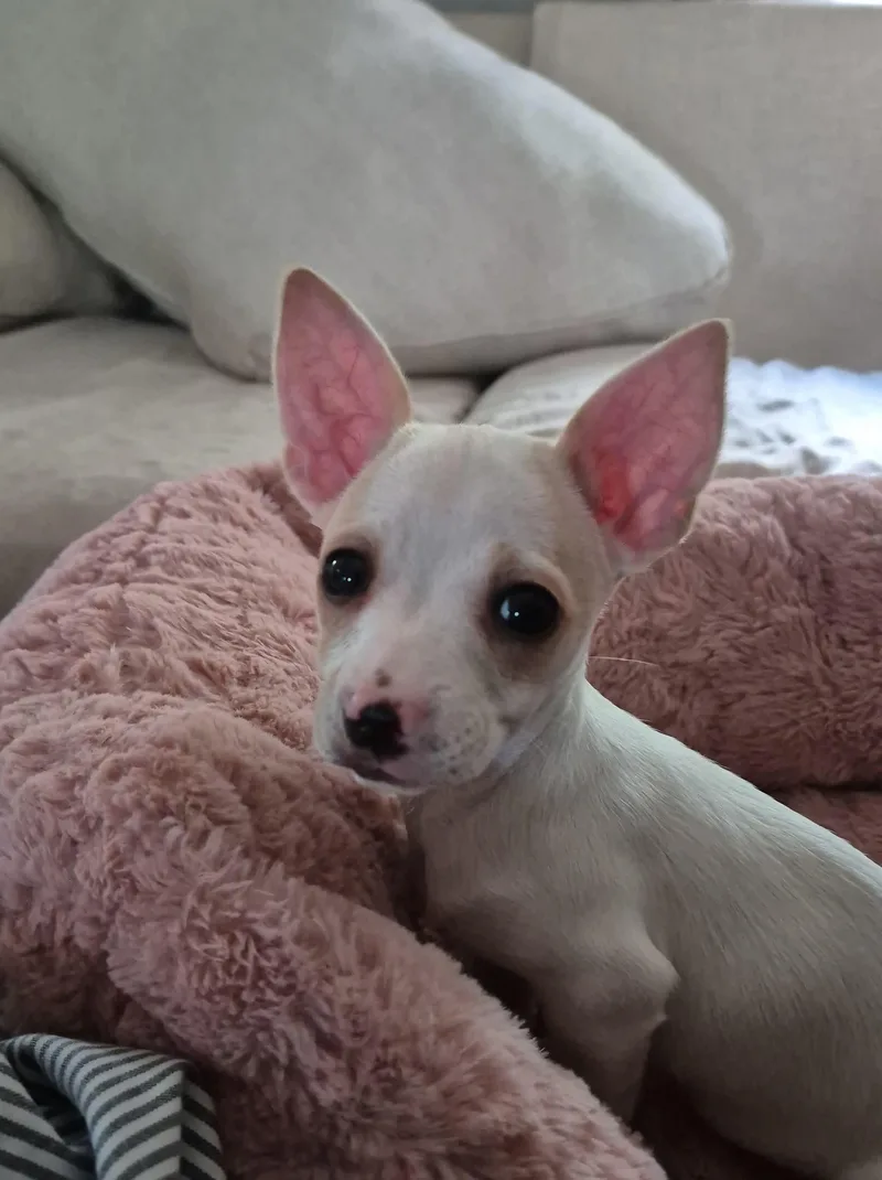 A baby small-sized female White / Cream Chiweenie dog named Hadley for adoption in Kings Mountain, NC