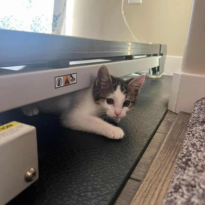 A baby small-sized female White Domestic Short Hair cat named Rowena Icenhower for adoption in Eagle Mountain, UT