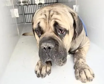 An adult extra large-sized male Cane Corso dog named Zeus for adoption in Houston, TX