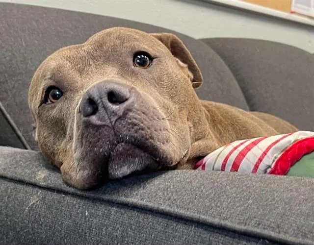 An adult large-sized female Pit Bull Terrier dog named Miss Flo Nomo for adoption in Peoria, IL