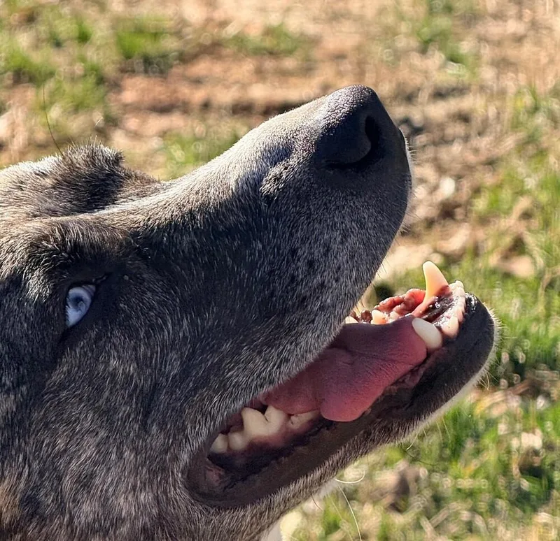 Marley  Well Behaved thumbnail 3