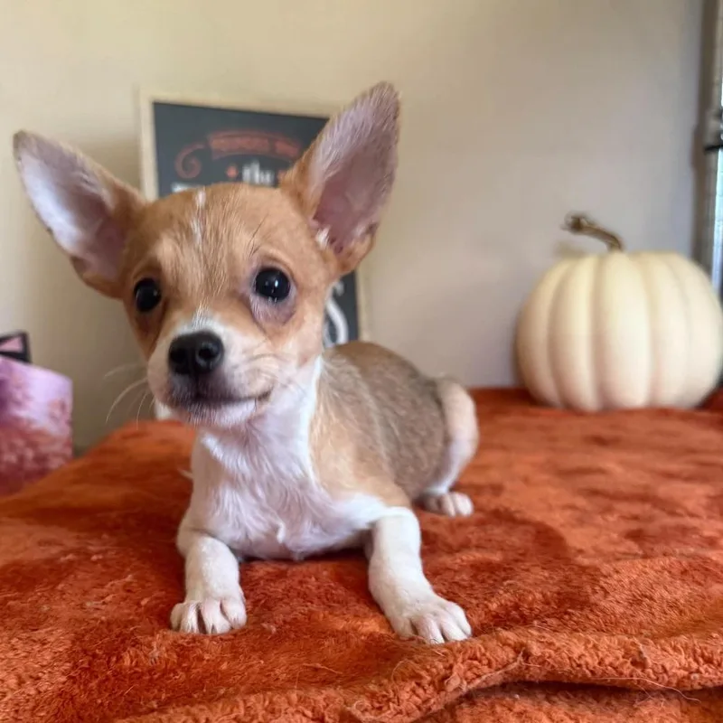 A baby small-sized male Chihuahua dog named Tate for adoption in Groveland, MA