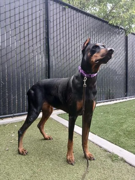 An adult extra large-sized female Doberman Pinscher dog named Roxanne for adoption in El Cajon, CA