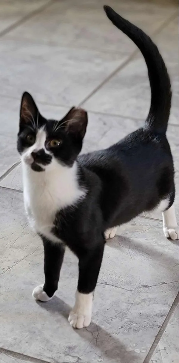 An adult medium-sized female Black Domestic Short Hair cat named Panda for adoption in Florham Park, NJ