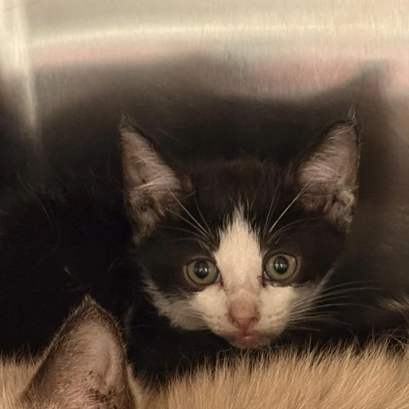 A baby small-sized female Black Siamese cat named Boba for adoption in Royse City, TX