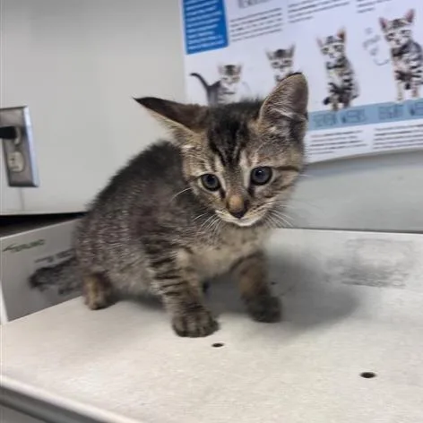 A baby small-sized female Domestic Short Hair cat named Noami for adoption in San Antonio, TX