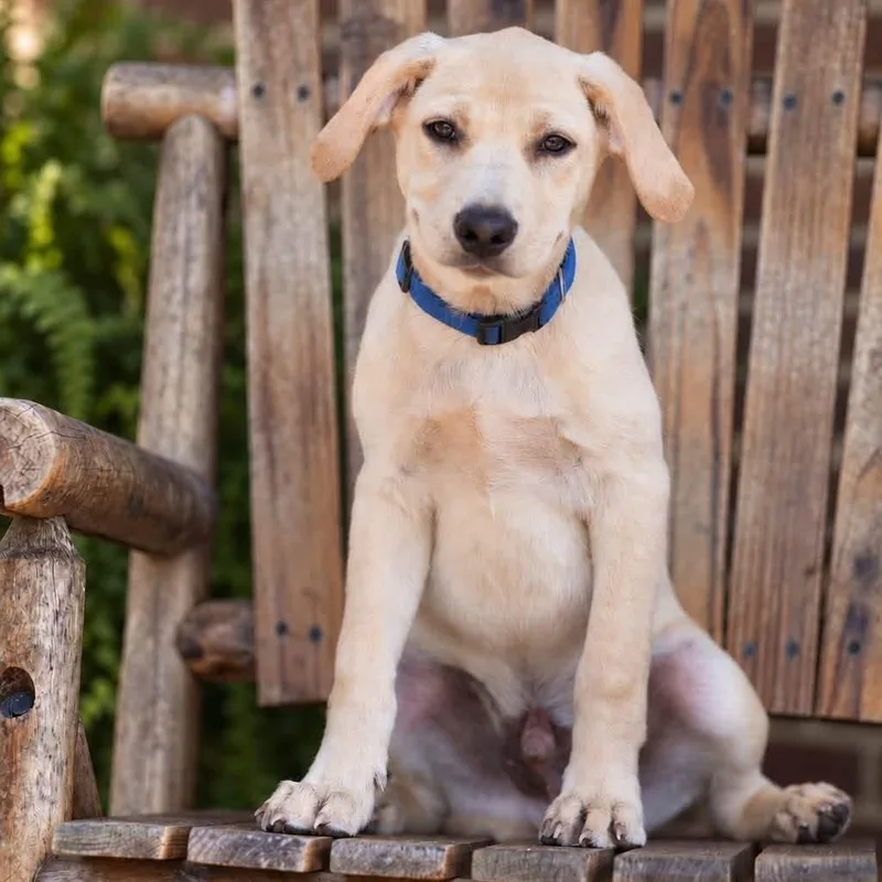 A baby medium-sized male Yellow / Tan / Blond / Fawn Yellow Labrador Retriever dog named Louie for adoption in Williston, VT
