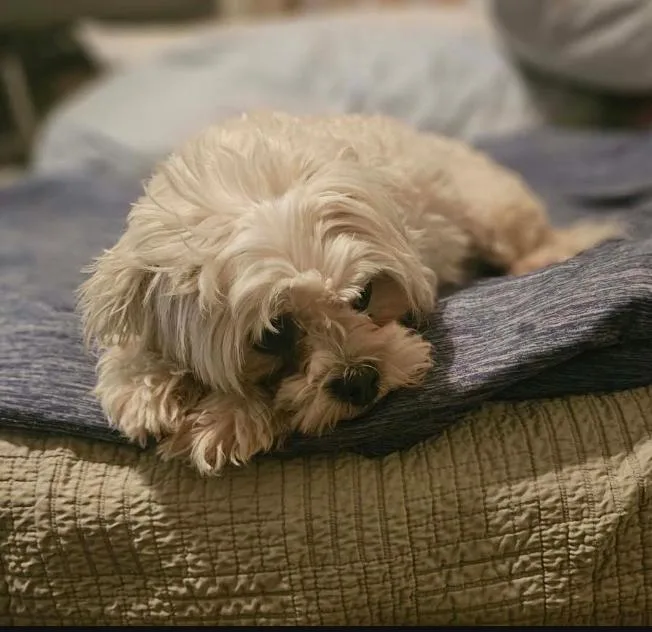 An adult small-sized female Maltese dog named Camilla in TX for adoption in Cranston, RI