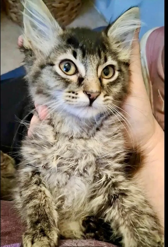 A baby small-sized male Black & White / Tuxedo Domestic Long Hair cat named Silver for adoption in Shawnee, OK