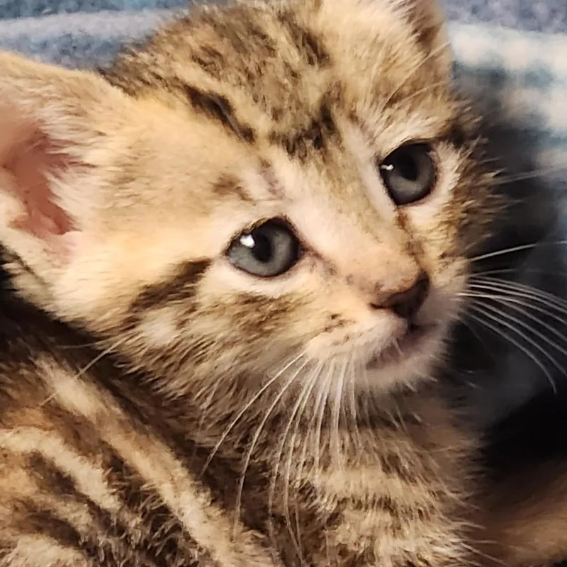 A baby small-sized female Brown / Chocolate Domestic Short Hair cat named Twizzlers K for adoption in Corsicana, TX