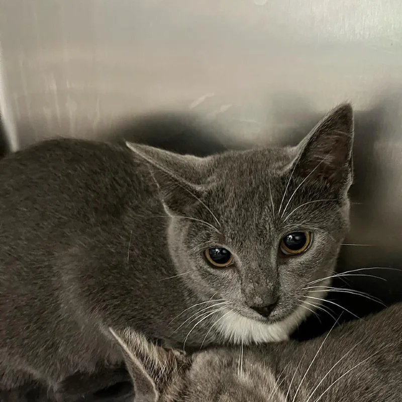 A young small-sized female Domestic Short Hair cat named Pastrami for adoption in Charlottesville, VA