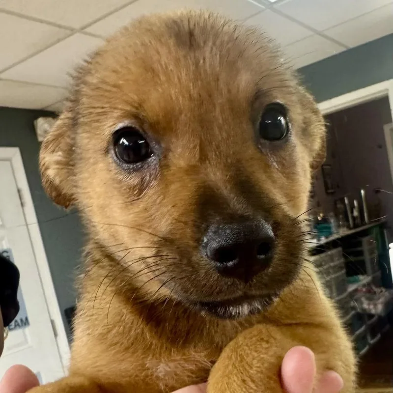 A baby small-sized male Red / Chestnut / Orange German Shepherd Dog dog named Danny for adoption in Austell, GA