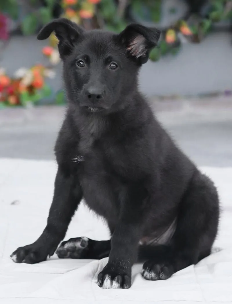 Baxter von Bexbach