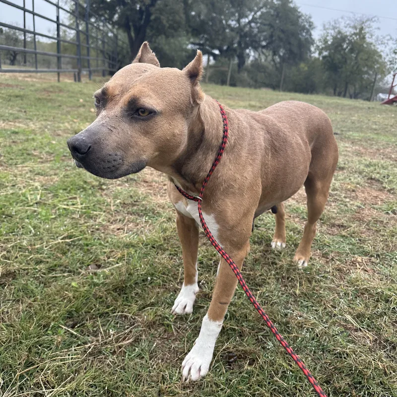 Princess Cranberry thumbnail 3