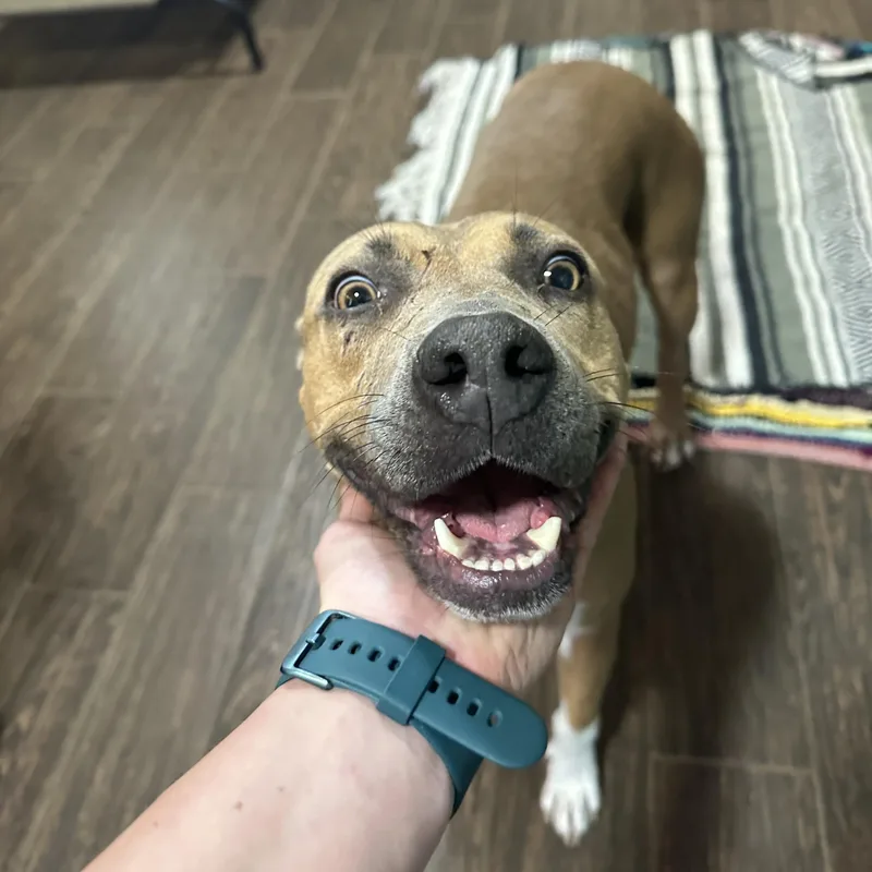 Princess Cranberry thumbnail 4