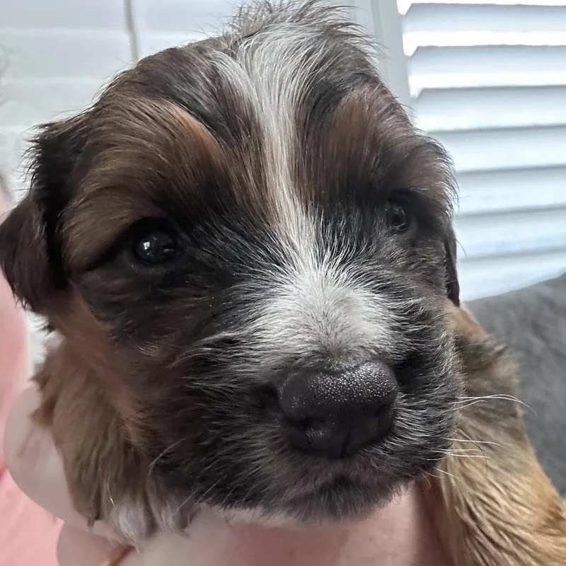 A baby medium-sized male Brown / Chocolate Shepherd dog named Pumpkin spice for adoption in Phoenix, AZ