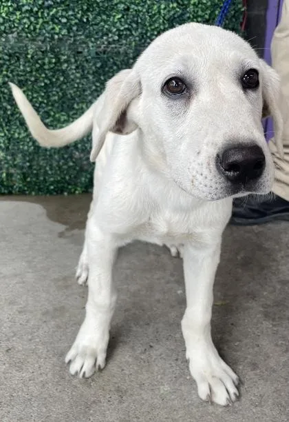 A baby medium-sized male Yellow / Tan / Blond / Fawn Retriever dog named Kissimmee for adoption in El Paso, TX