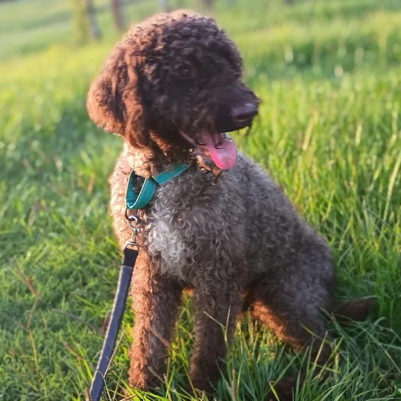 A young medium-sized male Brown / Chocolate Aussiedoodle dog named Reynaldo โ Your New for adoption in Houston, TX