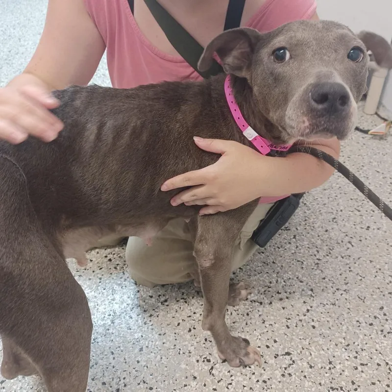An adult medium-sized female Gray / Blue / Silver American Staffordshire Terrier dog named Marine for adoption in Hattiesburg, MS