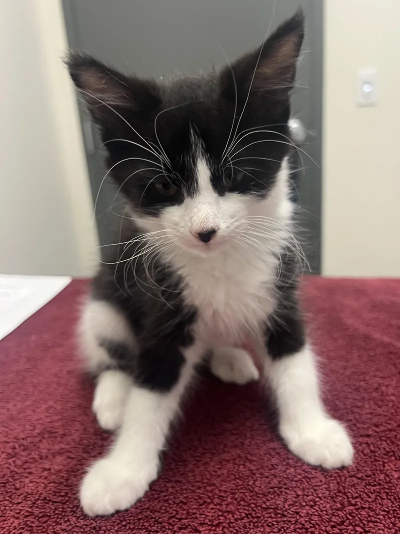 A baby small-sized male Domestic Short Hair cat named Angel for adoption in Chico, CA