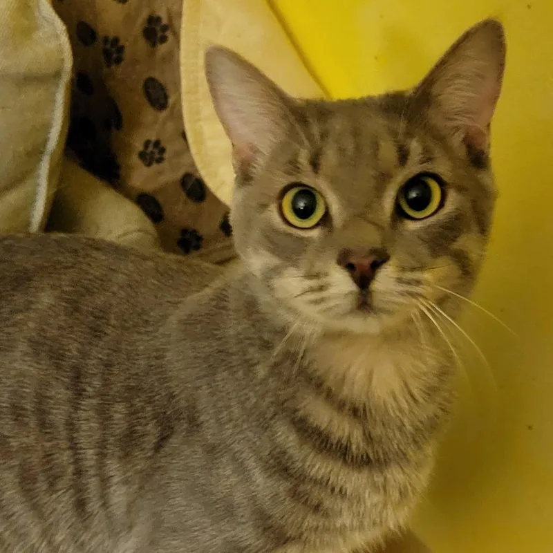 A young medium-sized male Gray / Blue / Silver Domestic Short Hair cat named Darren for adoption in Boston, MA