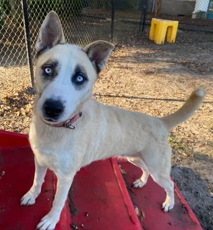 An adult large-sized female Siberian Husky dog named Nayla for adoption in Conway, SC