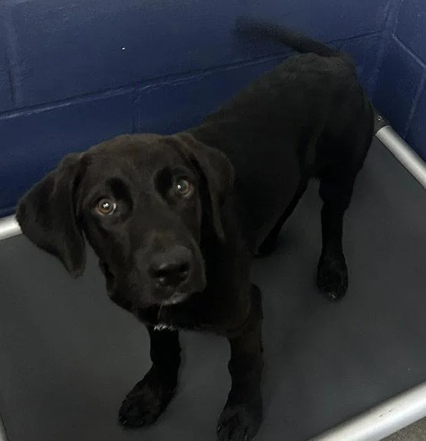 A young medium-sized male Labrador Retriever dog named Outlaw months for adoption in Sterling, MA