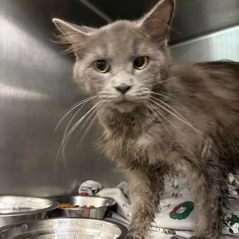 An adult medium-sized female Gray / Blue / Silver Domestic Long Hair cat named Penny for adoption in Charleston, WV