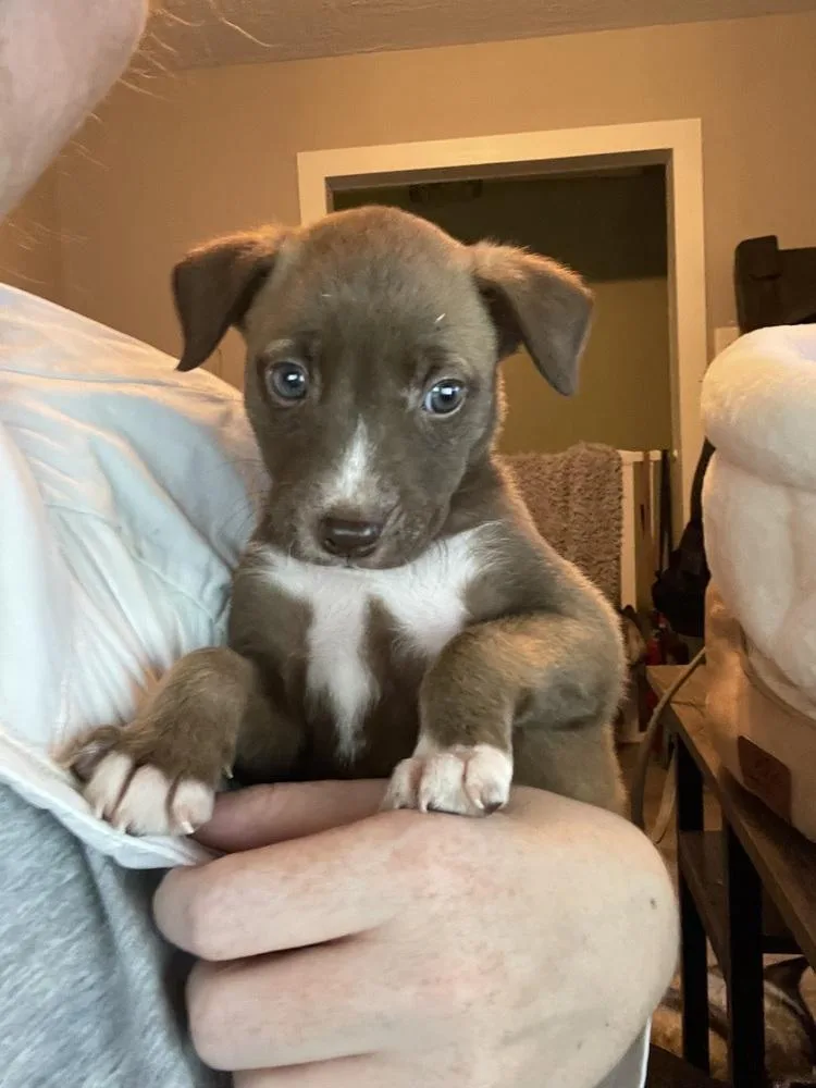 A baby small-sized female Tricolor (Brown, Black, & White) Labrador Retriever dog named Maple Muffin for adoption in Silsbee, TX