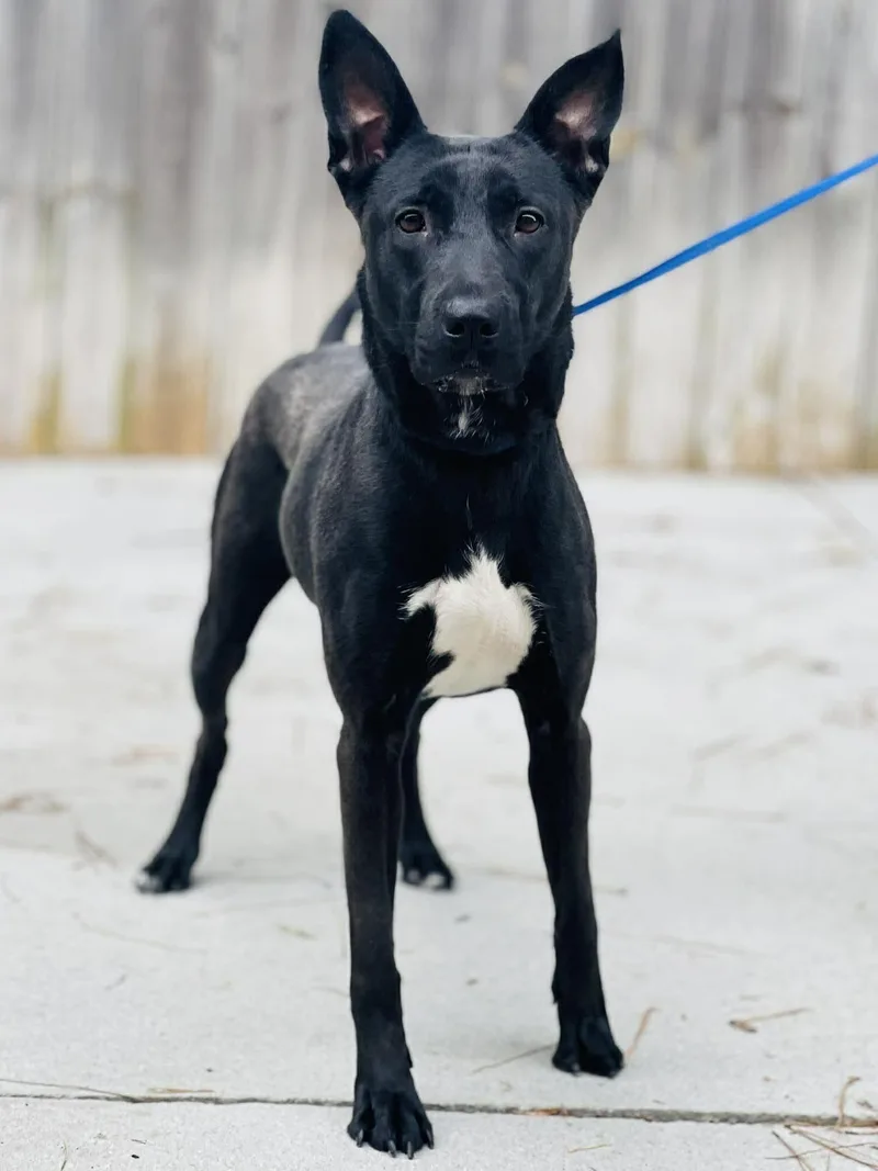 A young medium-sized female Black Belgian Shepherd / Malinois dog named Ac "spunky" for adoption in Conyers, GA