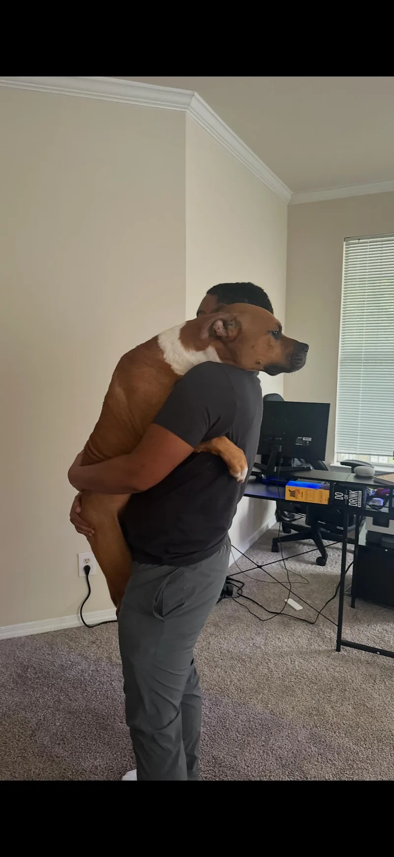 A young medium-sized female Boxer dog named Cody for adoption in Angier , NC