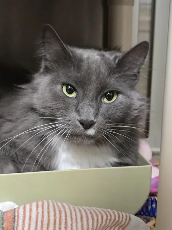 An adult large-sized male Domestic Long Hair cat named Burjo for adoption in Vancouver, WA