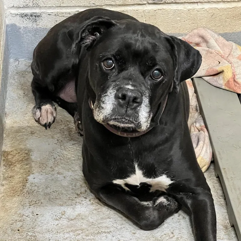 A senior medium-sized female Black Boxer dog named Gigi for adoption in Hollister, MO