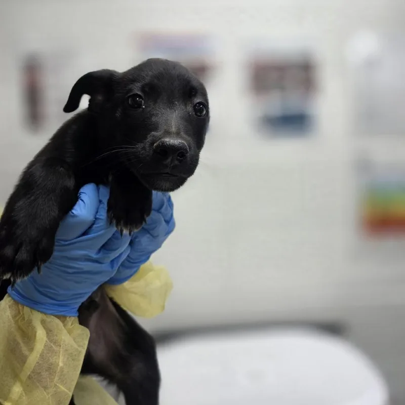 A baby medium-sized male Black Shepherd dog named Cuddy for adoption in Incline Village, NV