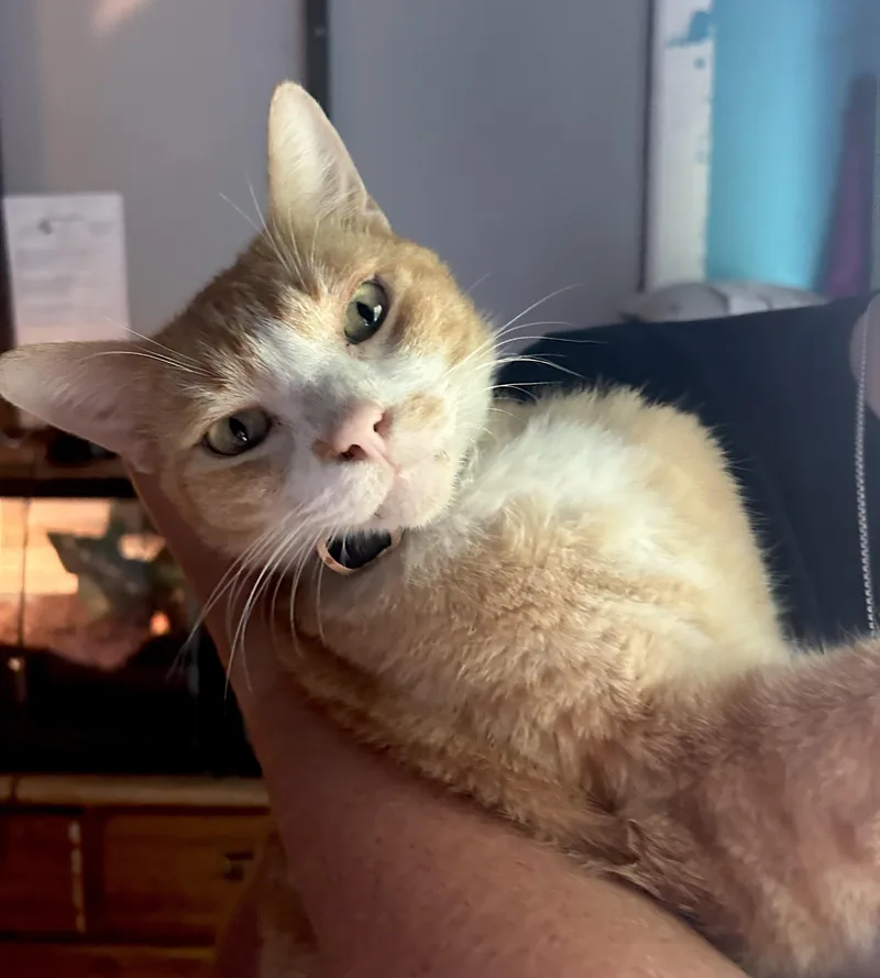An adult medium-sized male Orange & White Domestic Short Hair cat named Tomwatch Video for adoption in Port Orange, FL
