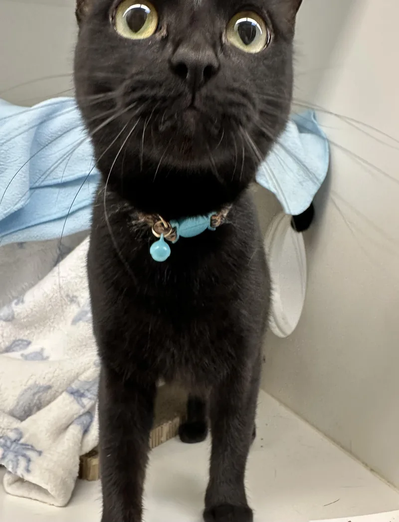 A young medium-sized female Domestic Short Hair cat named Mitski for adoption in Manassas, VA