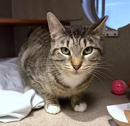 An adult medium-sized female Domestic Short Hair cat named Twirl for adoption in Washington, DC
