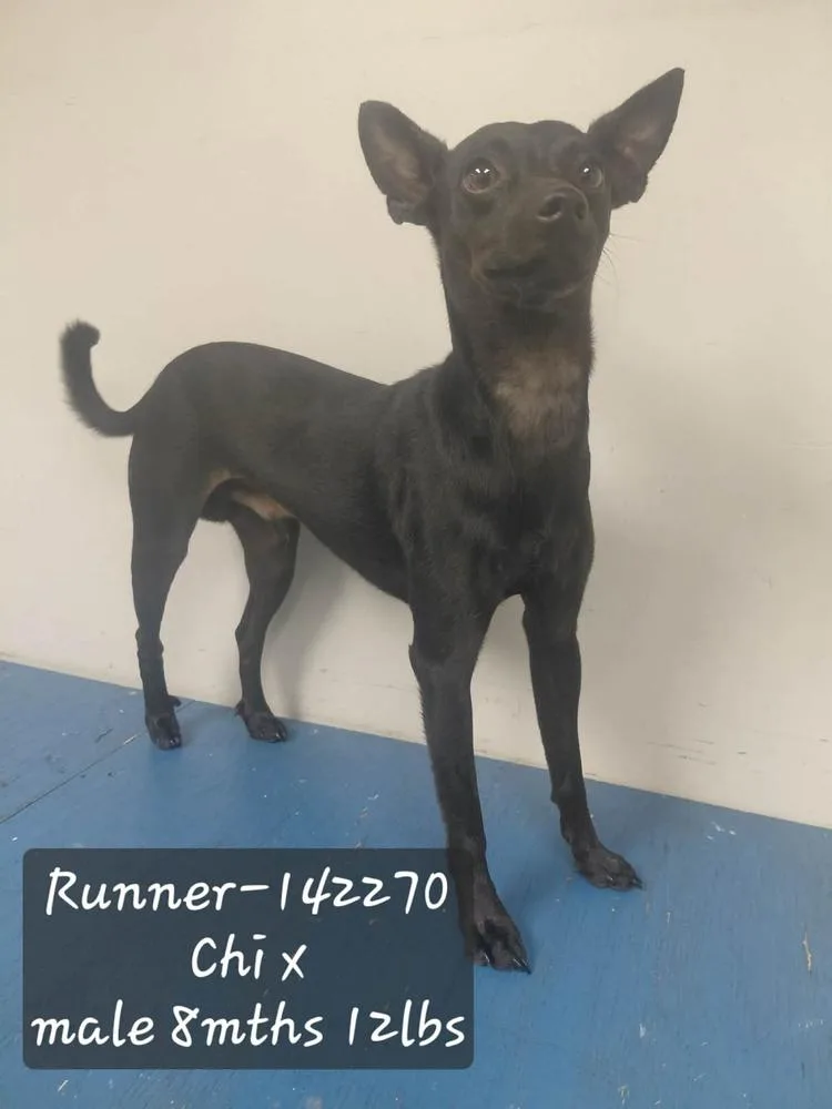 Runner