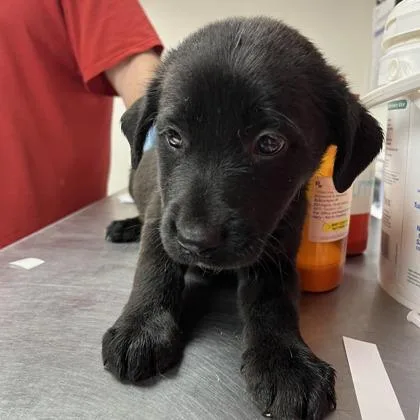 A baby large-sized female Border Collie dog named Fiona for adoption in Morton Grove, IL