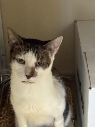 An adult small-sized male Domestic Short Hair cat named Nene for adoption in Honolulu, HI