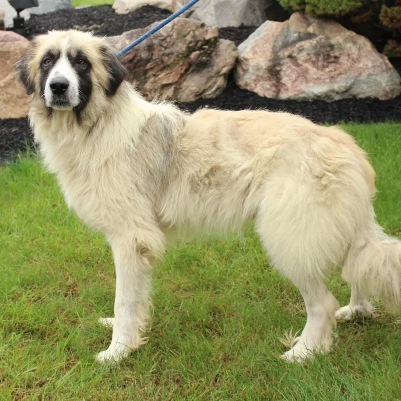 An adult large-sized male Great Pyrenees dog named Gibbon for adoption in Eaton, OH