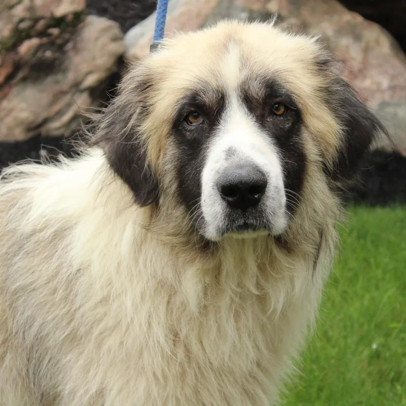 Gibbon thumbnail 4