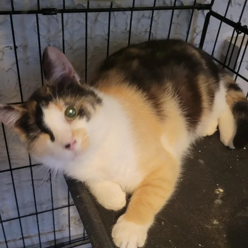 An adult medium-sized female Domestic Short Hair cat named Midge for adoption in Portage, MI
