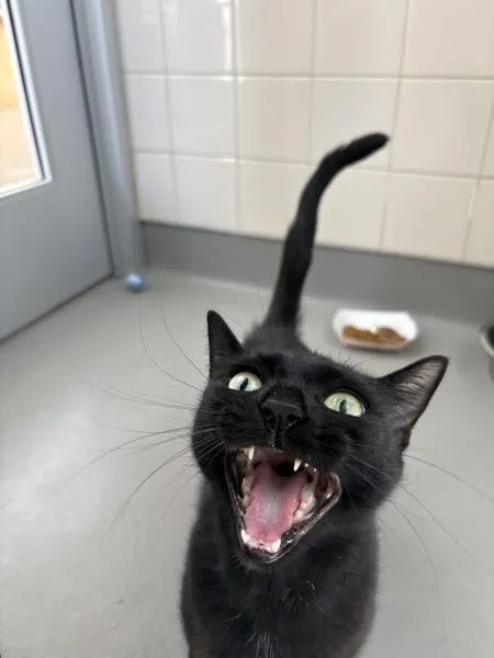 An adult medium-sized female Domestic Short Hair cat named Cemani for adoption in Santa Rosa, CA