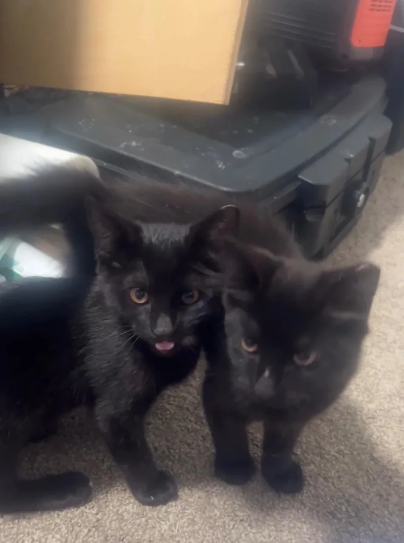 A young medium-sized male Domestic Short Hair cat named Zephyr Jeretto for adoption in York, PA