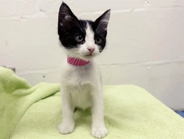 A baby small-sized female Domestic Short Hair cat named Bessie for adoption in Saint Louis, MO