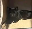 An adult medium-sized female Domestic Short Hair cat named Lacey for adoption in Washington, DC
