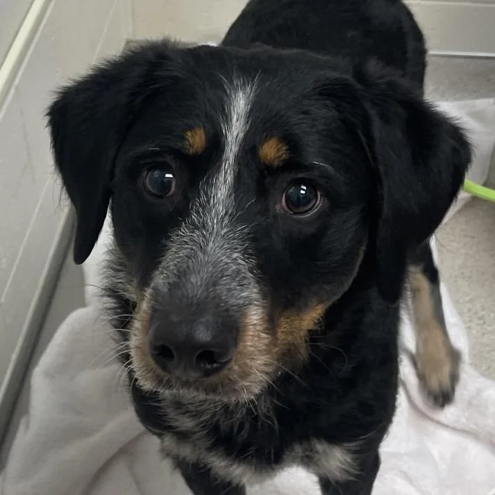 Lulu